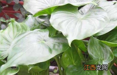 滴水观音能净化空气吗 滴水观音能净化空气吗?