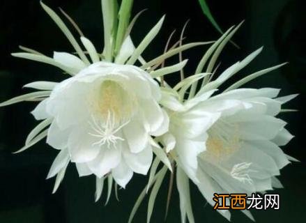 昙花是火龙果花吗 昙花是火龙果花吗百度百科