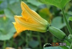 南瓜花是完全花吗 南瓜花是完全花吗为什么