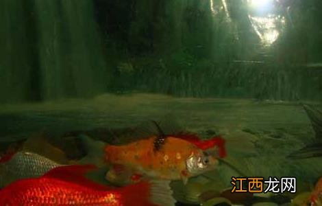 养鱼养几条好招财 养鱼养几条鱼招财