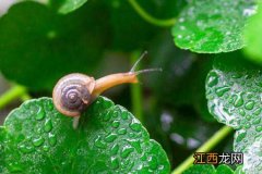 雨后出现的大蜗牛有毒吗视频 雨后出现的大蜗牛有毒吗