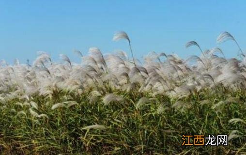 蒲苇和芦苇的区别 蒲苇和芦苇的区别图片