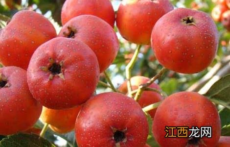 怎样吃山楂才能减肥 怎样吃山楂才能减肥呢