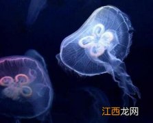 桃花水母可以养吗 桃花水母可以养吗多少钱