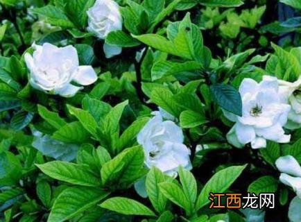 小叶栀子一年开几次花 小叶栀子花开几次花