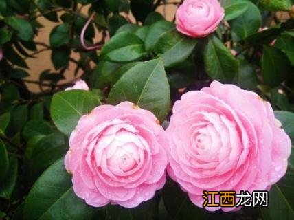 山茶花叶片黑尖怎么办视频 山茶花叶片黑尖怎么办