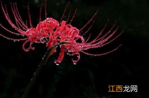 黑色彼岸花的花语是什么 黑色彼岸花花语是什么意思