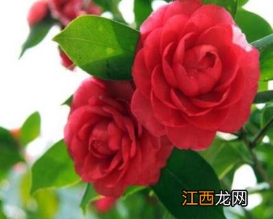 茶花什么时候修剪最好 茶花什么时候修剪