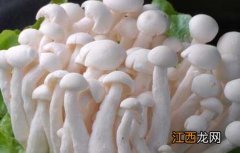 白玉菇的家常做法大全窍门 白玉菇的家常做法大全