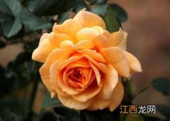 月季花花语及寓意 月季花花语及寓意黄色