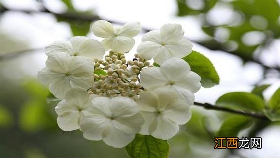 琼花和天目琼花的区别 琼花与天目琼花的区别