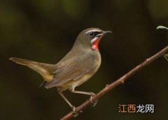 小鸟吃生大米吗 小鸟能吃生米吗