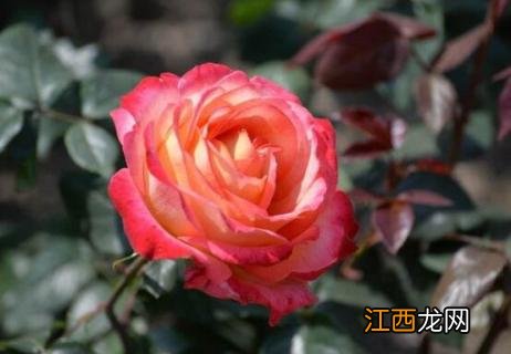 月季花垂头怎么回事 月季花头下垂怎么回事