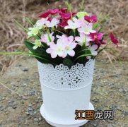 长筒花盆适合种什么植物 长筒花盆适合种什么