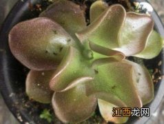 花里有小飞虫用什么药可以灭绝 花里有小白飞虫用什么药可以灭绝