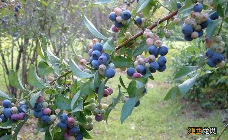 如何种植蓝莓 盆栽蓝莓怎样种植