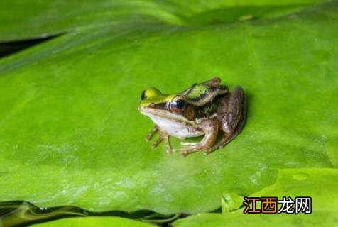 青蛙是用什么呼吸的英语 青蛙是用什么呼吸的