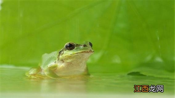 青蛙吃蜻蜓吗图片 青蛙吃蜻蜓吗