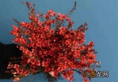 澳洲腊梅花怎么水养 澳洲腊梅花的水养方法