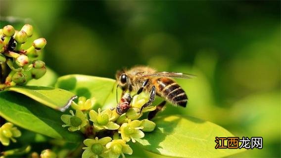 蜜蜂有哪些特点和本领 蜜蜂有哪些特点和本领除了会辨别方向