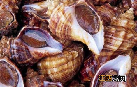 海螺的做法大全 海螺的做法大全家常