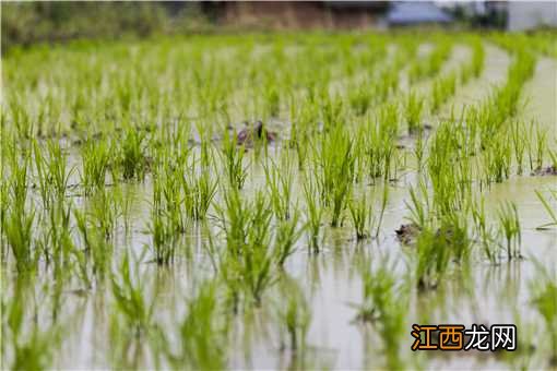 直播水稻除草剂什么时候打最好 水稻除草剂什么时候打最好