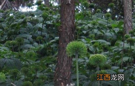 三七花的吃法有哪些功效 三七花的吃法有哪些