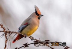 太平鸟吃啥食物 太平鸟吃什么食物