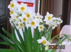 水仙花冬天会不会冻死了 水仙花冬天会不会冻死