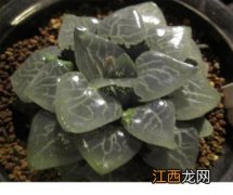 长寿花多肉怎么养 多肉植物寿怎么养