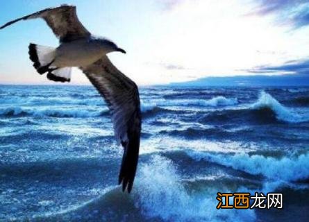 海燕会游泳吗怎么画 海燕会游泳吗