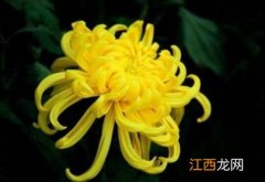 菊花的种子从哪来的 菊花的种子从哪来