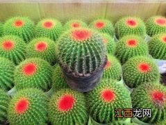 仙人球类植物怎么养 多肉植物仙人球怎么养