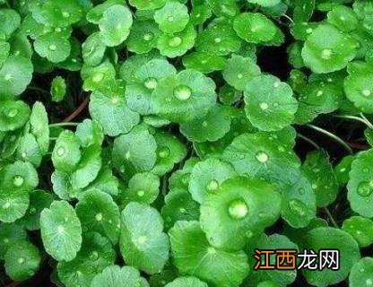 铜钱草怕冻吗 铜钱草怕冻吗冬天