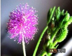 冬天含羞草怎么养比较好 含羞草夏季怎么养