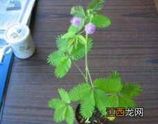 含羞草长什么样子 含羞草怎么结果