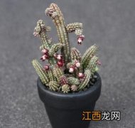 多肉植物青龙角怎么养护 多肉植物青龙角怎么养