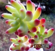 怎么给多肉植物松土 怎么给多肉植物松土浇水