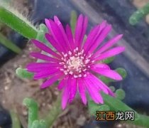 粉兔多肉怎么养 荧光兔多肉植物怎么养