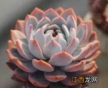 七星多肉植物怎么养护 七星多肉植物怎么养