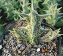 多肉植物龙角鹰怎么养 多肉植物龙角鹰怎么养护