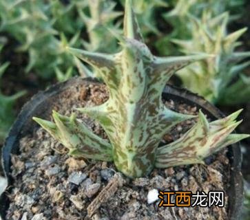 多肉植物龙角鹰怎么养 多肉植物龙角鹰怎么养护