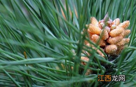 松花粉可以祛斑吗 松花粉能祛斑吗