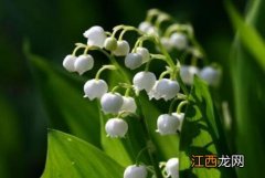 铃兰花怎么栽 铃兰草怎么种植方法是什么