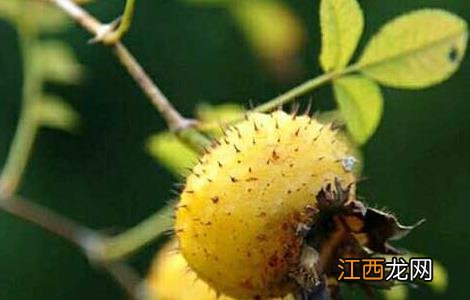 刺梨子能降血压吗 刺梨能降血压吗