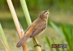 黑眉苇莺公母怎么区分 黑眉苇莺公母区分