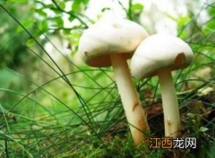 玉米芯种蘑菇的方法 种蘑菇的方法