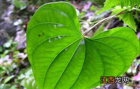 黄药的功效与作用图片 黄药的功效与作用