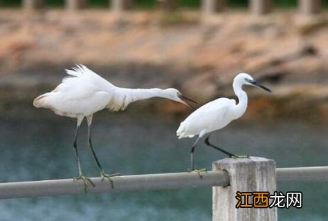 白露鸟几级保护? 白露鸟几级保护动物
