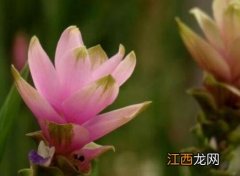 江河花适合养家里吗 江河花适合养家里吗江